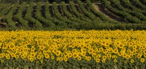 Vinas y girasoles