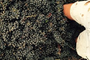 Veronica Ortega Winery05-02