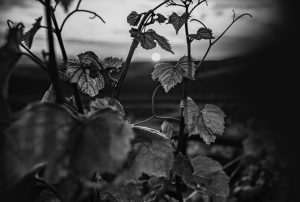 Martivilli vendimia nocturna